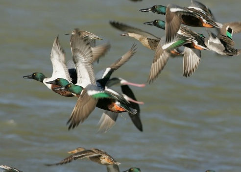 caccia alle anatre italia europa fauna migratoria
