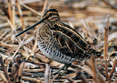 caccia al beccaccino italia europa fauna migratoria