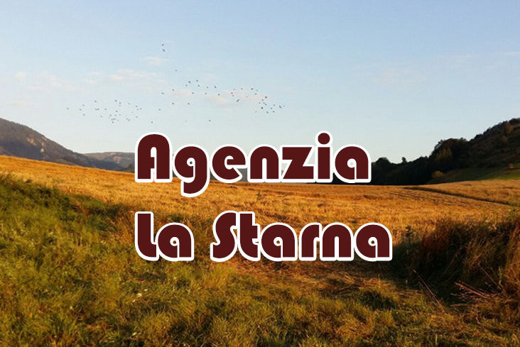 caccia alla quaglia in serbia la starna